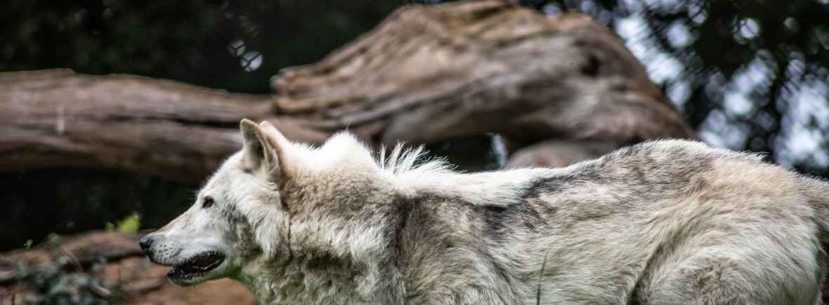 gray and white wolf
